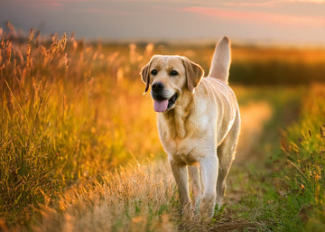 Healthy dog running in field benefits from multivitamins