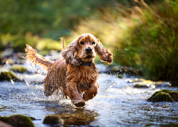 Happy healthy dog enjoying daily nutrition and wellness routine