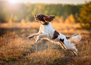 Dog showing signs of needing multivitamin support - health and wellness