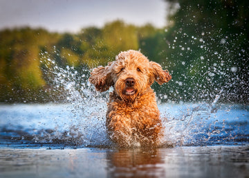 10-in-1 multivitamin chews for dogs - comprehensive health support