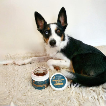 Dog eating from bowl - why most dog food lacks essential vitamins